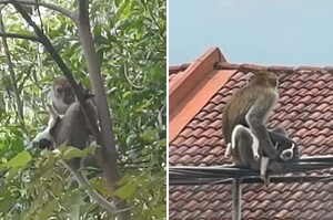 「放我下去！」小狗狗遭猴子「綁架三天」不吃不喝快虛脫居民聯手救援成功