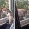 萌貓見狐狸來串門子隔窗「好奇對視」揮手手打招呼：要不要進來坐坐～
