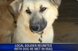 飄洋過海來見你！美國飛行員與他在伊拉克營救的小狗團聚，場面令人動容