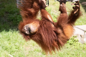 睽違36年！美國奧杜邦動物園將迎來「紅毛猩猩雙胞胎」獸醫驚：百分之一的機率