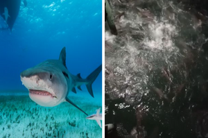 數十隻「超餓鯊魚」湧入衝浪景點，眾人嚇壞表示：根本就是「鯊魚復仇者聯盟」！