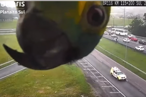 高速公路監視器淪為「鸚鵡自拍神器」？到底是誰那麼放肆，在監視器面前亂來啦！