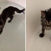 超愛玩水！小貓咪頻打翻水碗還直接「霸佔浴缸」開心抓魚媽笑翻：根本是海獺～