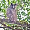 巨型貓頭鷹！藏身深林150年的「雪萊鴞」首次現身，科學家直呼：「終極聖物」