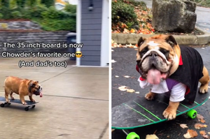 被稱為狗界裡「托尼·霍克」一點也不誇張，你從未見過的「將滑板玩得出神入化的鬥牛犬」！