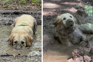 黃金獵犬在泥潭裡度過一天，回家時「已化身為髒兮兮的小小河馬」，主人嘆：牠就愛玩啦！
