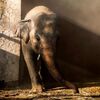 你一定要幸福！世界上最孤獨的大象「卡萬」飽受身心疾病折磨，禁錮35年終於獲救