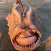 深海魚罕見上岸！美國加州驚現「太平洋足球魚」擱淺，納悶：我在哪裡我是誰？