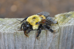 地球人注意！美國大黃蜂的數量急劇下降，目前已經被列為「瀕危物種」！