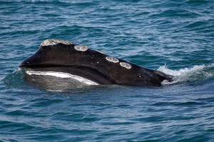 偉大的「北大西洋露脊鯨」被專家批露全球只剩下「336頭」？如果不採取行動牠們將「從海洋世界永久消失」！