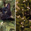 不准媽掛任何裝飾品！黑貓愛當「唯一裝飾喵」霸佔聖誕樹探頭賣萌：我才是主角～