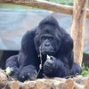 新發現！格勞爾大猩猩數據研究有望扭轉絕種的命運