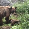 小熊被車撞飛...熊媽媽守身旁「悲傷呼喚」護林員目睹心碎一幕嘆：保護牠們是人類的責任