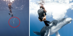 外國網友的超狂體驗！情侶潛水遇上「座頭鯨寶寶」攪局，牠「旋轉跳躍」以舞姿告訴人類說：初次見面，請多指教！ 