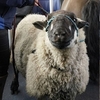 英國實行「清潔空氣區」計劃，無辜綿羊和小馬抗議：「免費搭車可以嗎？」