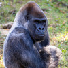 好難過！去年曾染疫康復，世界最年長雄猩猩「奧茲」不幸去世享年61歲