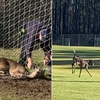 動彈不得！小鹿遭足球網纏住瘋狂掙扎，消防員耐心安撫：「我們來救你了」