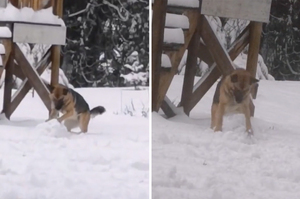 雪地裡自嗨！狗狗用可愛手手「賣力滾雪球」越堆越大：偶要做一隻同伴～