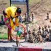 偶們要吃糖！成千上萬的猴子在泰國小鎮上肆虐，原因居然是因為「對含糖飲料以及甜食嚴重上癮啦」！