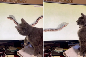 每天陪馬麻工作！貓咪坐書桌緊盯螢幕「揮拳抓蛇」媽笑翻：真是認真～