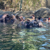 河馬母女相依為命4年!動物園幫「介紹新成員」一見面秒成好朋友:請多多指教~