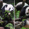 上野動物園「雙胞胎熊貓寶寶」首次亮相！千人抽籤「爭相入園」每人僅限看1分鐘