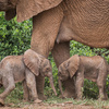 出生率只有1%！肯亞罕見「龍鳳胎小象」誕生緊跟媽身邊萌翻研究員：要健康長大～