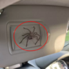 當車主初見車上巨蛛嚇傻，誰知巨蛛暖心提醒：小心駕駛，握好方向盤！
