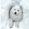 薩摩耶犬在雪地找到了一個「適合自己居住的雪洞」,無論馬麻如何勸阻牠堅決表示:偶要住這裡!