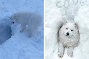 薩摩耶犬在雪地找到了一個「適合自己居住的雪洞」，無論馬麻如何勸阻牠堅決表示：偶要住這裡！