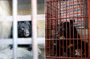 太殘忍！囚禁17年被取膽汁越南9隻黑熊「重見曙光」搬新家