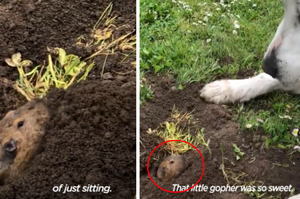 汪星人試圖與「住在泥土中的土撥鼠當朋友」？當得知對方在忙著挖土汪星人耐心表示：你慢慢挖，偶等你！