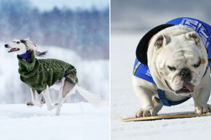 大膽想法！如果將冬奧選手「全部換成汪星人參賽」，究竟什麼犬種能奪得最多的冠軍頭銜呢？