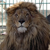 逃出烏克蘭!動保團體為了動物園裡的「獅子與狼」迅速安排「逃亡路線」,將動物遣送至羅馬尼亞避難!