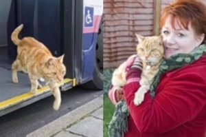 貓咪過去5年風雨無阻搭公車　司機暖揭真相：「牠一直在等一個人」