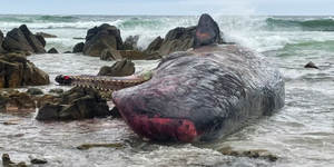 千萬別想不開！抹香鯨「大規模擱淺」　專家表示：該海域經常發生！