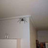 嚇瘋！女子發現家中的巨型蜘蛛　幾天後家中竟出現「千軍萬馬的蜘蛛戰隊」