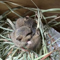 救救偶們！失去母親照料的「三隻孤兒小老鼠」命在旦夕，救下後發現「原來不是普通的老鼠」！