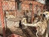 看完後你還會購買寵物嗎？動物福利協會揭露「汪星人牧場」，場面狼藉動物痛苦的模樣令工作人員表示：可怕的慘況！
