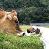 牛和汪星人在動物收容中心「一見鍾情」，飼主：已成為彼此最棒的好友！