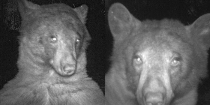 林中攝像機被「野熊當成自拍神器」？鏡頭前擺弄姿態拍下「數百張大頭照」笑壞大眾！