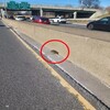 高速公路驚見「毛茸茸的小生物」　好心男果斷下車表示：別擔心喵喵，偶來救你了！