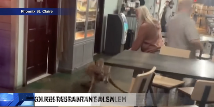 「不好意思我來晚了」野鹿突如好萊烏巨星登場撞破玻璃衝入餐廳　餐廳客人傻眼