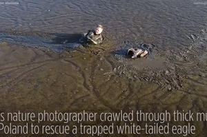 暖心！攝影師在一大潭泥濘中發現一隻老鷹，下一秒超正義的舉動讓眾人大力讚好！