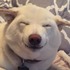 這隻柴犬不止笑咪咪,她的特殊表情「眯眯笑」讓全世界柴柴同好們心軟軟~