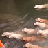 好大一條「金」魚!男子與12隻黃金獵犬一起游泳,主人游到哪狗狗就跟到哪,屁顛屁顛跟在後面超可愛!