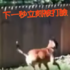 悲劇!男子炫耀為了不讓狗狗亂跑而蓋的圍籬,結果下一秒臉就被打的紅通通 XD
