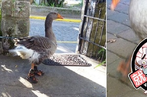 好合腳！主人為了保護愛散步的鵝的爪子，量身訂造一雙時尚涼鞋給牠！網：牠的腳穿幾號鞋？