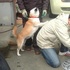 看我的厲害!柴犬使出洪荒之力想幫忙主人,最後卻被主人「整隻抱走」,一臉怨恨吃鱉根本經典阿XD