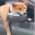 主人你怎麼去那~麼久阿?傻柴無奈趴後照鏡等主人,呆樣讓網友笑噴:「根本就是禮拜一的上班族!」
